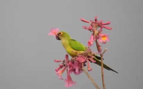 El amor en la naturaleza