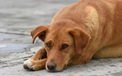 Ola de calor afecta a los animales, piden atender a perros que cuidan fincas