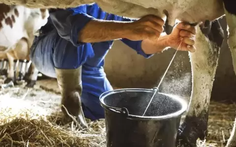 Crean vaca que produce insulina humana en su leche