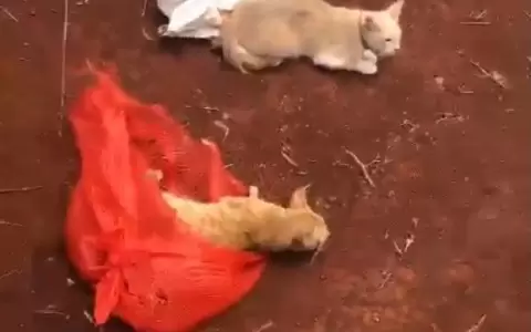 Arrojaron 30 gatos vivos en bolsas detr�s del Penal de Pedro Juan Caballero