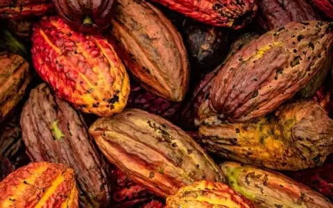 Estudio: el cacao se origin� en Sudam�rica y no en M�xico