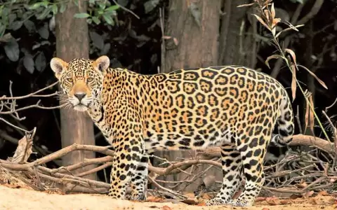 Hoy es el D�a Mundial de la Vida Silvestre