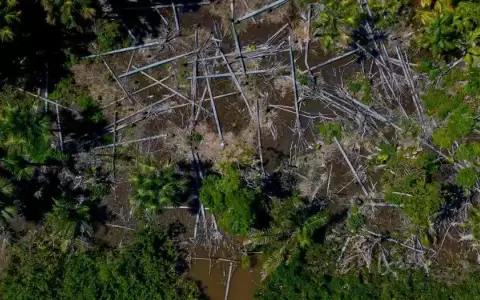 �Latinoam�rica lista para exportar "libre de deforestaci�n"?