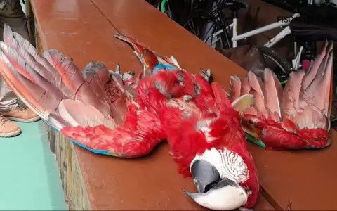 Hombre mat� a guacamayo: se expone a una multa de G. 2.000.000 y 5 a�os de c�rcel