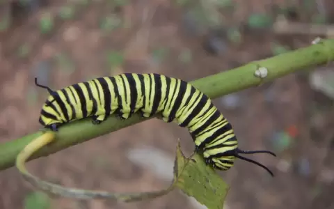 Aprendizajes gracias a la naturaleza: la oruga y la mariposa