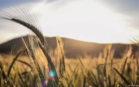 Mitos nutricionales a prueba: �el gluten enferma?