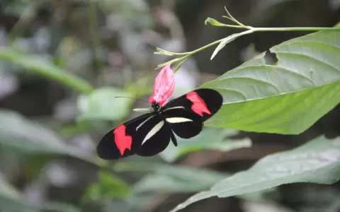 Las mariposas en nuestros bosques