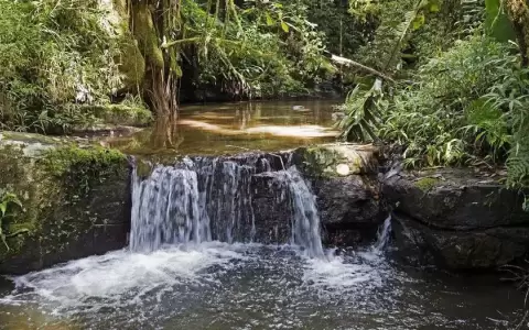 Los bosques son cruciales para la vida humana