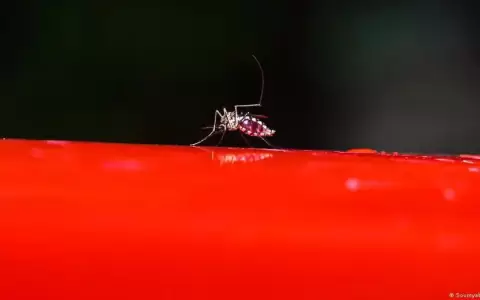 Las muertes por dengue ascienden a 161 en Argentina