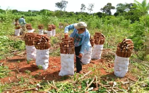 Productores de mandioca exigen aumento de precios y anuncian movilizaci�n este lunes