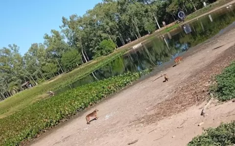 Perros callejeros mataron unos patos que don� Humberto Rub�n al �u Guasu
