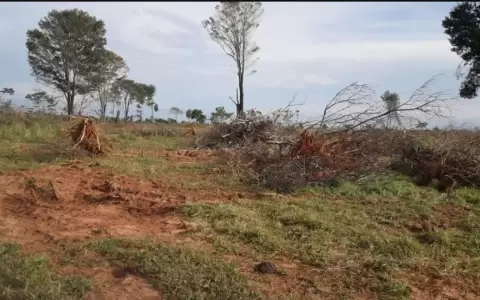 Imputan a intendente de Villa Ygatimi por tala y quema de bosques nativos