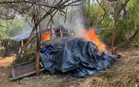 La Senad destruy� 6 toneladas de droga en Yby Pyt�