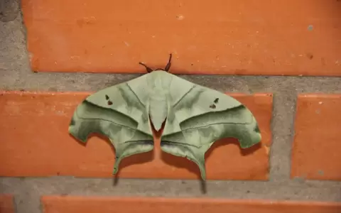 Las polillas, mariposas menospreciadas