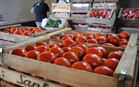 Prev�n que pr�xima cosecha de tomates nacionales regule nivel de precios