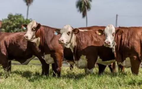 El Chaco atrae a inversores al ser �la nueva frontera agropecuaria del Paraguay�