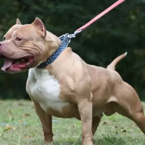 Perros pitbulls: insisten en educar y ocuparse de ellos