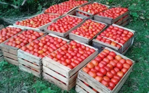 Liberan importaci�n de tomates tras el encarecimiento a nivel regional