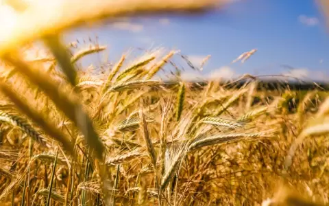 P�rdida en la producci�n de ma�z por ca�da de precios podr�a aumentar, advierten