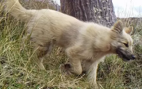 Am�rica Latina: �Qu� hacer con los perros callejeros?