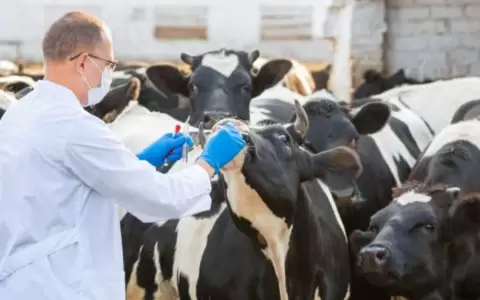 Paraguay recibir� cumbre hemisf�rica de la sanidad animal, clave para la seguridad alimentaria