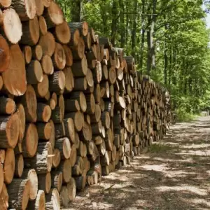 Industria forestal