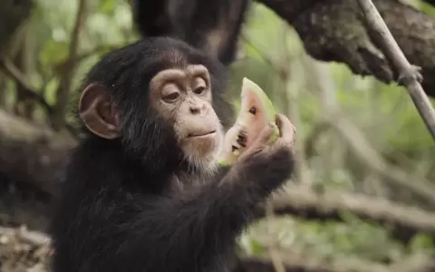 Revelan prolongado desarrollo de habilidades en chimpanc�s