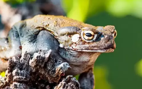 Veneno de un sapo, opci�n terap�utica contra la depresi�n