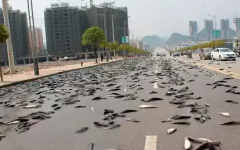 Por qu� hubo "lluvia" de peces en Ir�n, sepa sobre el ins�lito fen�meno y las razones