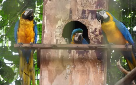 El Centro Ambiental Tekotopa de Itaip� tiene nuevos integrantes: nacieron cinco guacamayos