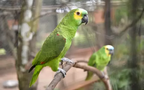 D�a Mundial de los Loros: no criarlos como mascotas y otros consejos sobre estas aves
