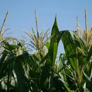 La campa�a actual podr�a cerrar con una producci�n cercana a 5,3 millones de toneladas.