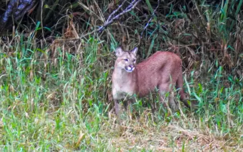 El famoso �le�n� americano, el puma