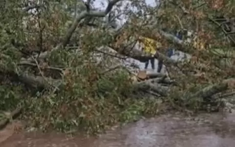 �rbol cay� sobre un motociclista en Cambyret� durante la fuerte lluvia