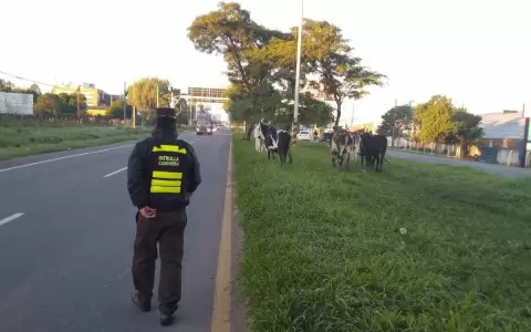 Animales sueltos en las rutas, causantes del 14% de los siniestros en 2023