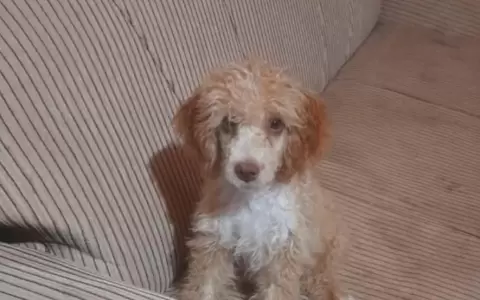 Un hombre habr�a electrocutado al perrito caniche de su vecino