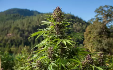 EEUU facilita acceso a la marihuana para uso medicinal