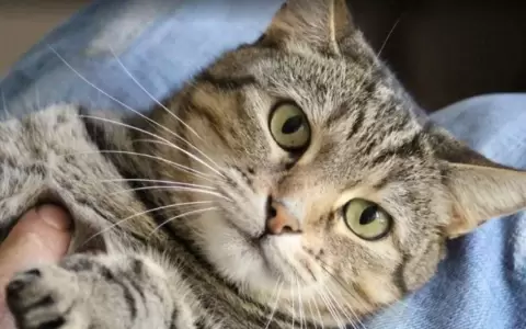 Mutaci�n da lugar a un nuevo tipo de gato, seg�n cient�ficos