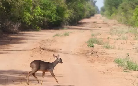 A un a�o del intento de exploraci�n, �c�mo est�n los M�danos del Chaco?