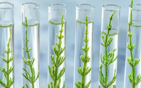 Plantas transg�nicas: �la respuesta al cambio clim�tico?