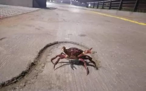 Captan migraci�n de cangrejos rojos en la nueva Costanera Sur de Asunci�n
