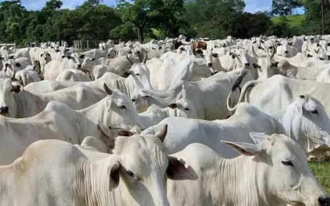 Una vaca en Paraguay produce en promedio un ternero cada dos a�os