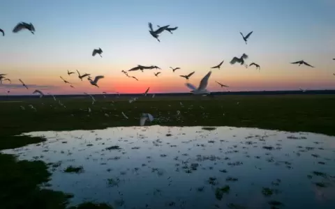 Club de Observadores de la Naturaleza en contra de caza deportiva de especies nativas
