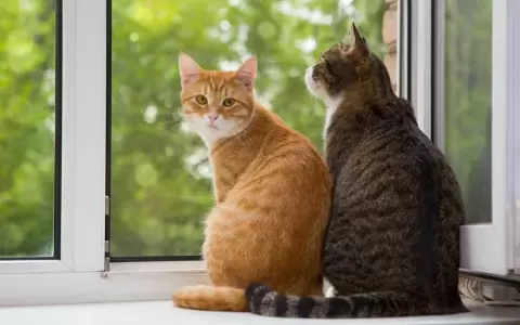 Todas las enfermedades que pueden contagiar los gatos y c�mo prevenirlas