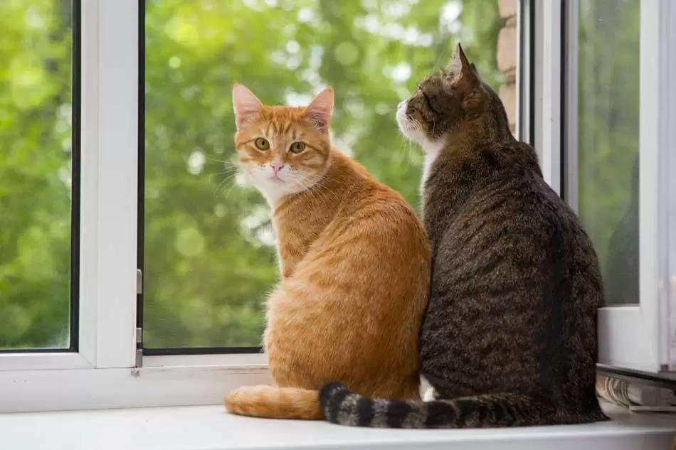 Todas las enfermedades que pueden contagiar los gatos y c�mo prevenirlas