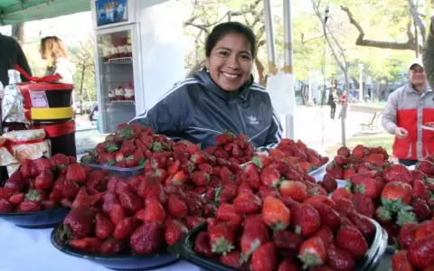 Temporada de frutillas, productores de Aregu� se preparan para recibir a visitantes