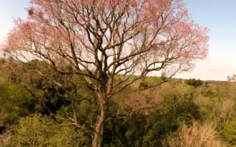 En marcha otra edici�n de "Colosos de la Tierra": premio a los �rboles m�s grandes del Paraguay