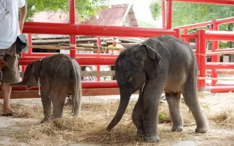 Nacieron dos elefantes gemelos en Tailandia: �Son un milagro�