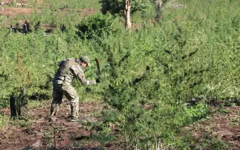 Anulan campamentos y cultivos de marihuana en Alto Paran�