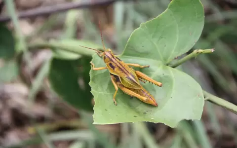 Las langostas, saltamontes o nuestros �tuku�